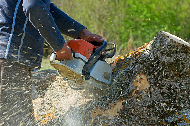 Professional Tree Service in Reed Creek, GA